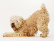 The Irish Sofcoated Wheaten Terrier hyves.