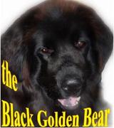 the Black Golden Bear, Newfoundlander