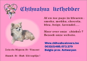 Chihuahua-lovers