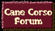 Cane Corso Forum