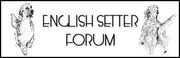 Engelsesetter-forum