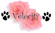 Velocity Halsbanden