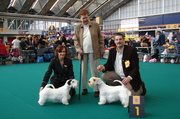 honden foto van Princess Kindliness Sealyham Terrier