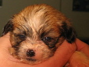 honden foto van Levi