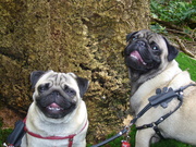 honden foto van jolanda