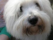 honden foto van Chris