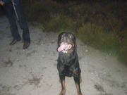 honden foto van ramona 