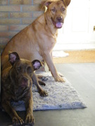 honden foto van nine