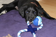 honden foto van joyce