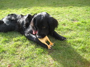 honden foto van dominique