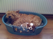 honden foto van N Neef