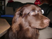 honden foto honden foto van Kurt