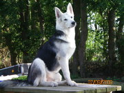 honden foto van Nina