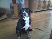 honden foto van rene post