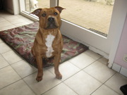 honden foto van vincent