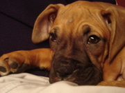 honden foto van carla huisman