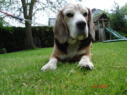 honden foto van Suzanne