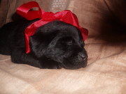 honden foto van liesbeth