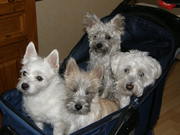 honden foto van birgitta