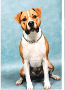 honden foto van Samantha&Chico