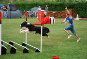 honden foto van Border Collies van t' Rublisiehof