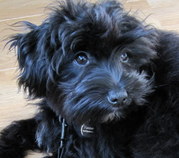 honden foto van Pauline