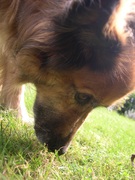 honden foto honden foto van Nicole