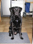 honden foto van Angela 