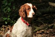 honden foto van GME Mensink