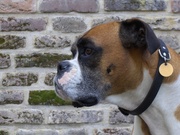 honden foto van Knikkertjed