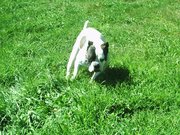 honden foto van robert