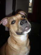 honden foto van Rita