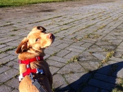 honden foto van kristel