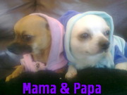 honden foto van petra