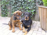 honden foto van fam bannink