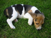 honden foto van esther