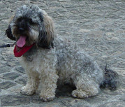 honden foto van hummel