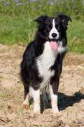 honden foto van Satisfy