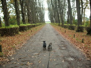 honden foto van hanne