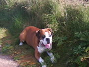 honden foto van Noelle 