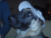 honden foto van Anita
