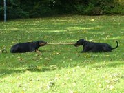 honden foto van karin
