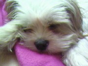 honden foto van vanessa