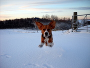 honden foto van Mirjam