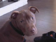 honden foto van martin