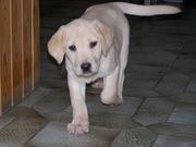 honden foto van wendy strypsteen