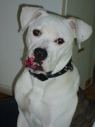 honden foto van susan