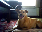 honden foto van anita