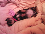 honden foto van Thinkle