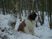 honden foto van blues